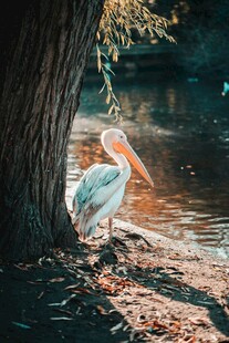 树下鹈鹕的静谧时刻