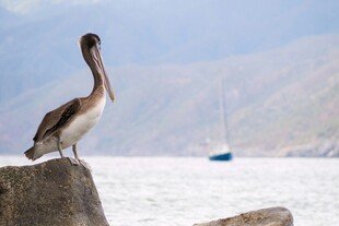 鹈鹕立于石上眺望远方