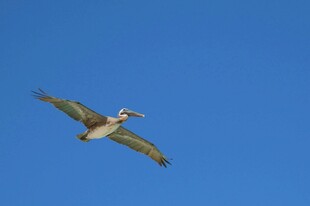 蓝天中翱翔的飞鸟