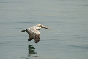 水面上飞翔的鹈鹕