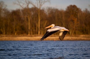 飞翔的鹈鹕于湖畔上空