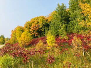 秋日多彩植被美景