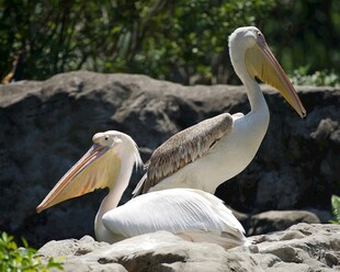 岩石上休憩的两只鹈鹕