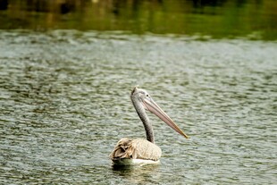 水中鹈鹕伸展长喙