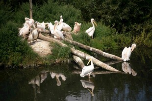 水边鹈鹕群休憩