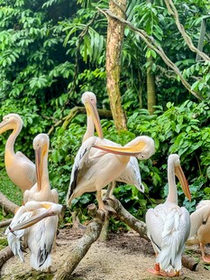 一群鹈鹕栖息在树枝上