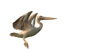 展翅飞翔的鹈鹕