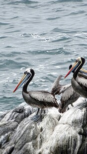 鹈鹕群栖于海边岩石上