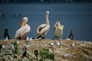岸边鹈鹕与群鸟聚集场景