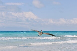 海鸟翱翔于蔚蓝海岸