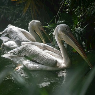 水中休憩的几只白鹈鹕