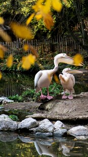 池塘边亲昵的两只白鹅