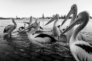 水边鹈鹕群聚景象