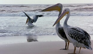 海滩上的鹈鹕与飞翔海鸟