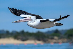 飞翔的鹈鹕