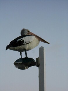 鹈鹕立于灯杆上