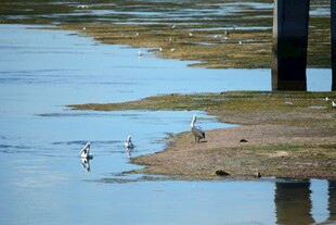 水边栖息的几只鸟儿