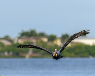 翱翔水面的鹈鹕