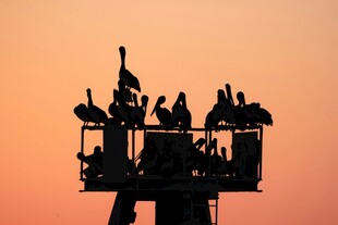 夕阳下的群鸟剪影