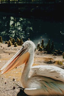 沙滩上休憩的白鹈鹕
