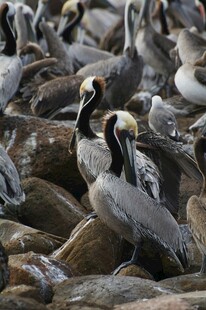 群鹈鹕栖息于岩石之上
