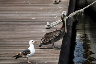 码头边的海鸟群聚景象