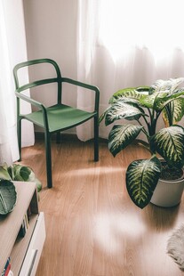 室内绿植搭配简约绿椅