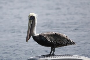 鹈鹕立于水边岩石
