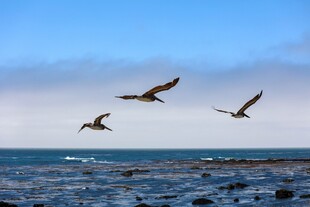 海鸟翱翔于碧海蓝天间
