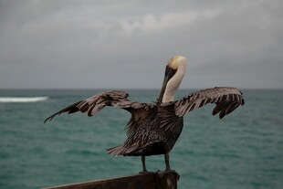 鹈鹕展翅于海边木栏