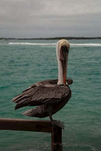 海边木栏上的鹈鹕