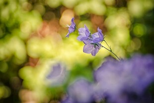 紫色小花绽放于绿意间