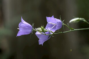 紫色风铃花特写