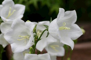 洁白风铃花绽放