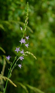 紫色小花绽放于绿野间