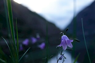 溪边绽放的紫色风铃花