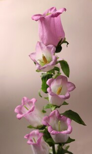 粉色风铃花绽放美丽