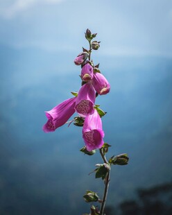 娇艳粉色风铃花
