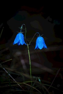 两朵蓝色风铃花