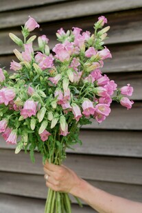 手持风铃花
