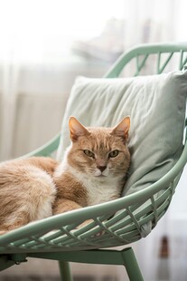 慵懒猫咪躺椅惬意休憩
