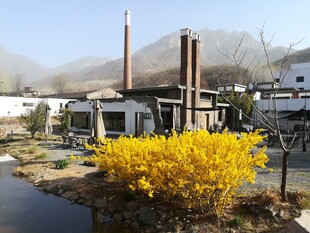 工厂旁绽放的黄色花卉