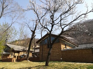 乡村古朴小屋与光秃树木