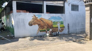 墙边牛图案与休憩猫咪