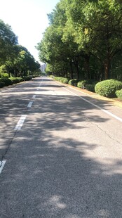 林荫下的宽阔柏油马路