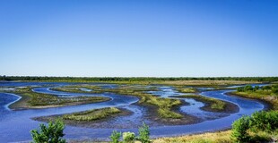 湿地风光