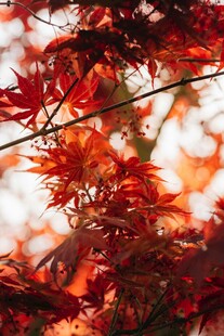 秋日红枫叶特写