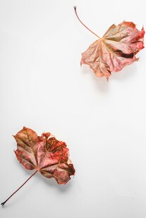 两片斑斓秋叶