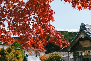 秋日红枫下的古朴建筑