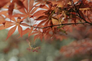 秋日红枫叶特写